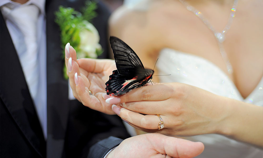 Image showcasing a butterfly ritual, representing transformation and joy in marriage, part of Ash Reynolds' array of unique and symbolic ceremonies.