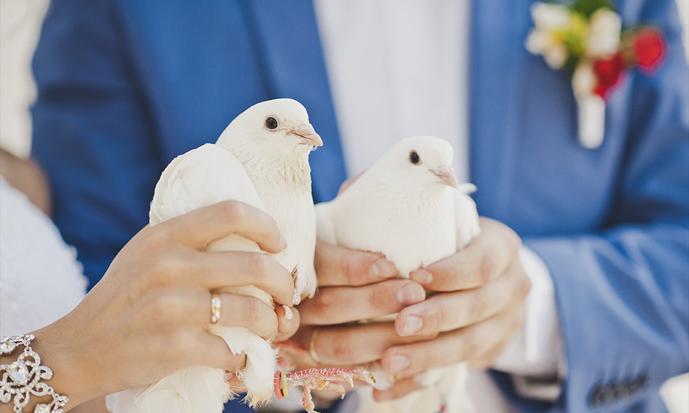 Image illustrating the Dove Ritual, a symbol of peace and new beginnings in marriage, featured in Ash Reynolds' collection of heartfelt wedding ceremonies.